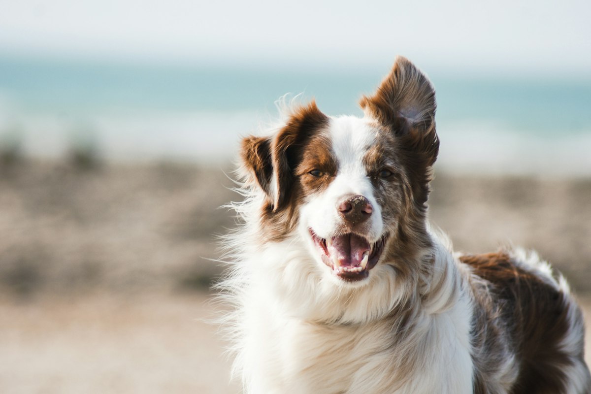 Happy dog with CBD wellness products in 2026